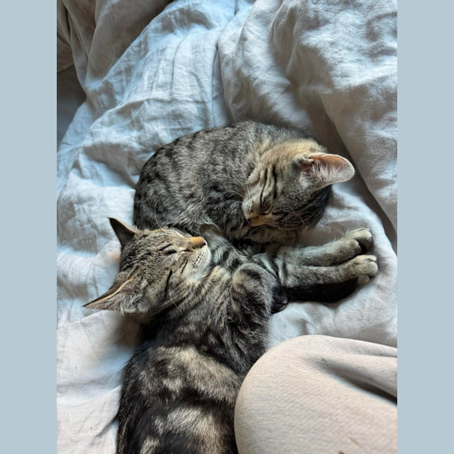 Photo of Bronwyn Meet Me@Petstock Keysborough 