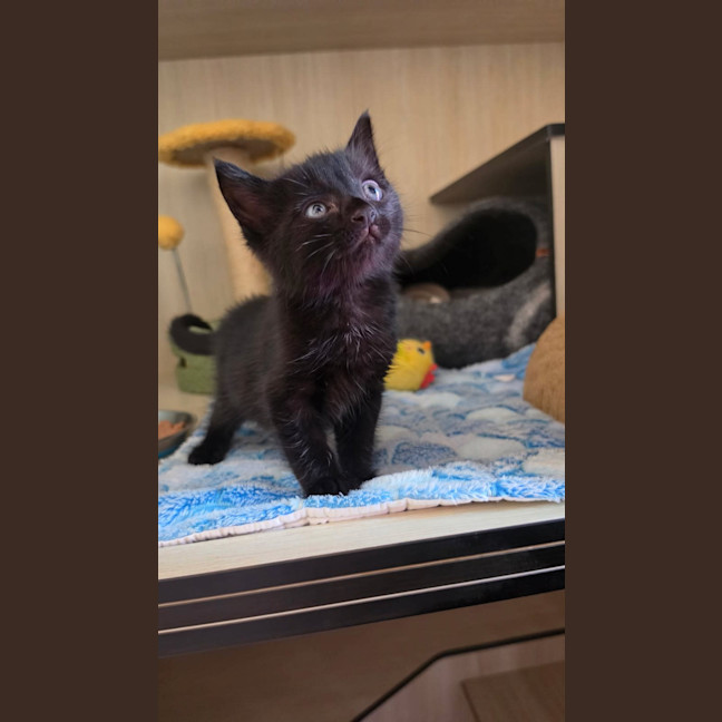 Photo of C1630 Midnight