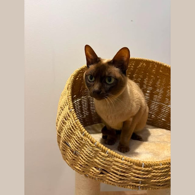 Photo of Nala