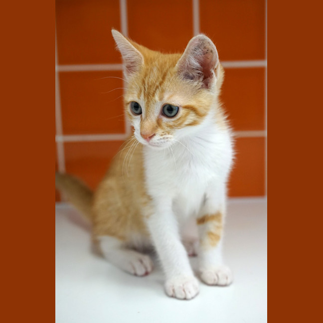 Photo of Milo