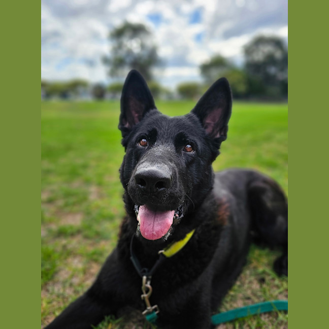 Photo of Ebony