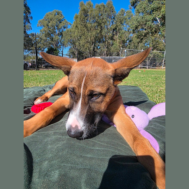 Photo of Jester
