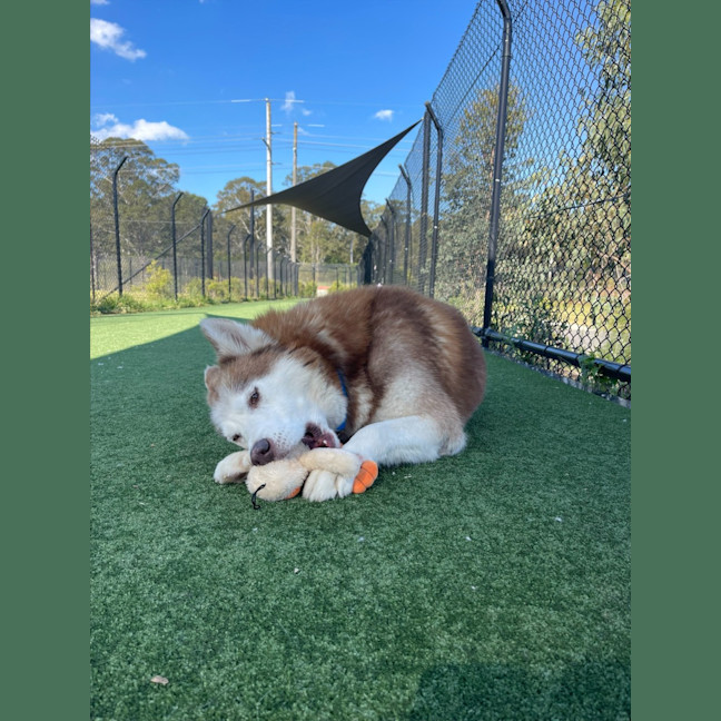 Photo of Prince Imp 1800