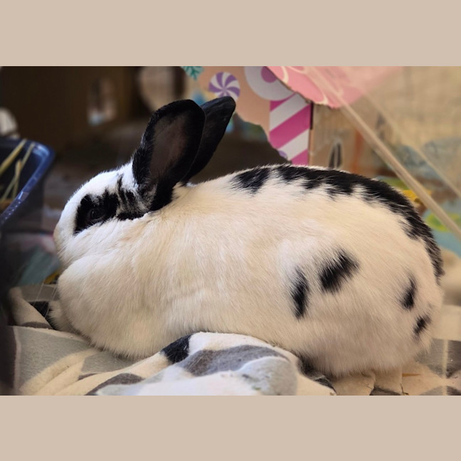 Photo of Henry