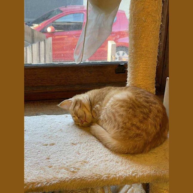 Photo of Ginger   Located In Reservoir