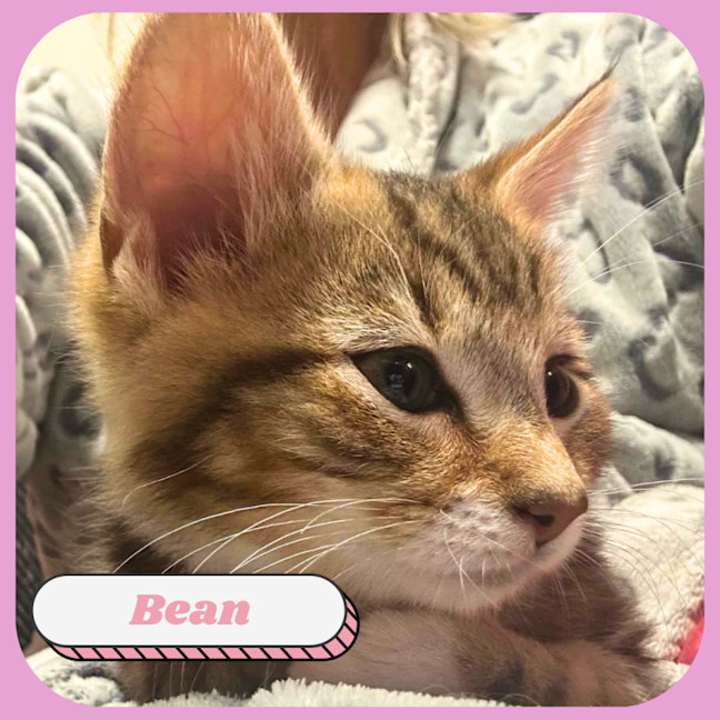 Photo of Bean