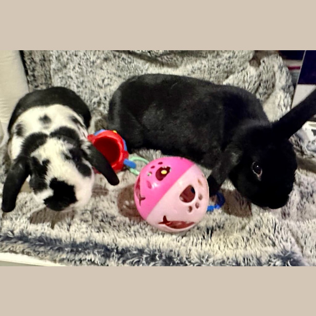 Photo of Black Beauty And Happy Feet 