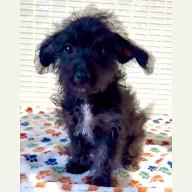 Photo of Baxter