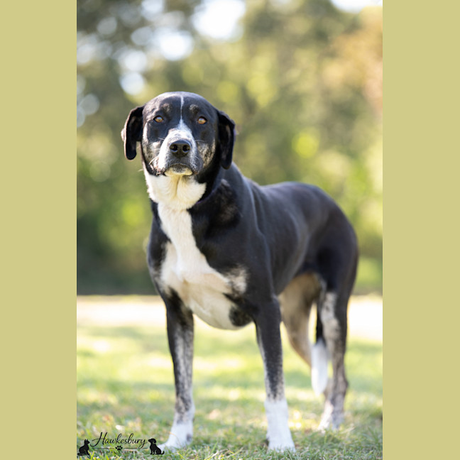Photo of Daisy