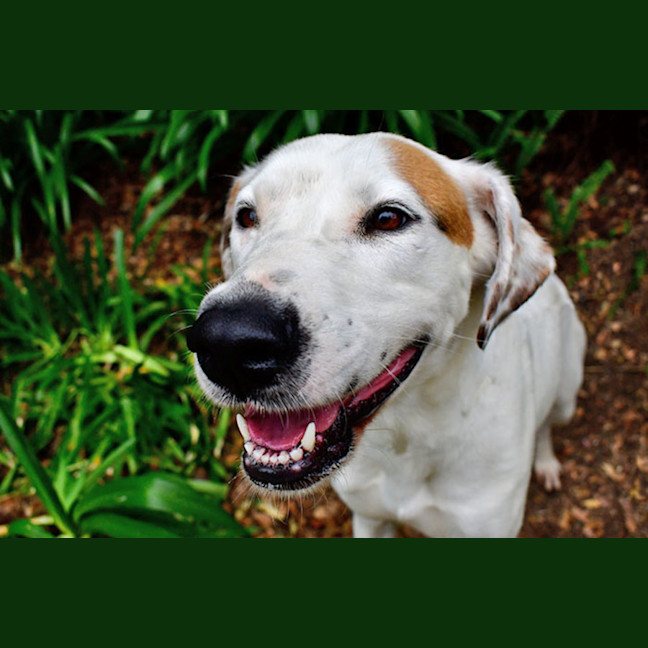 Photo of Marshmallow