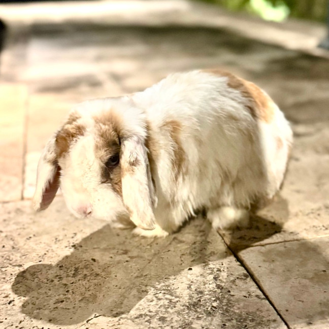 Photo of Prince Harry