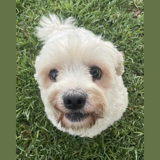 Photo of Chungus Angus