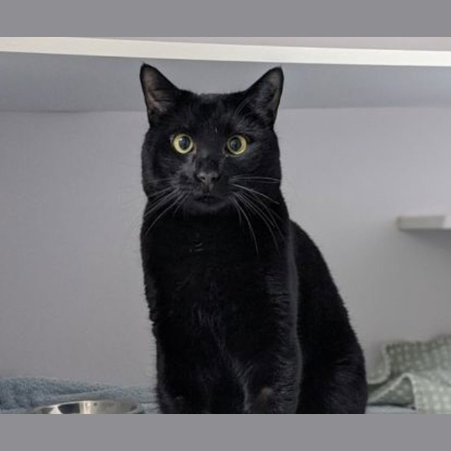 Photo of Mittens