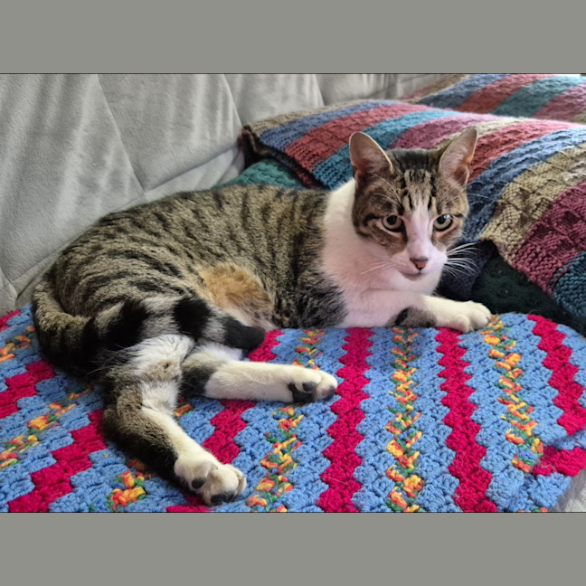 Photo of Tigger