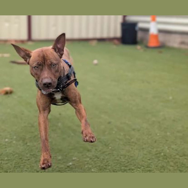Photo of Roxy