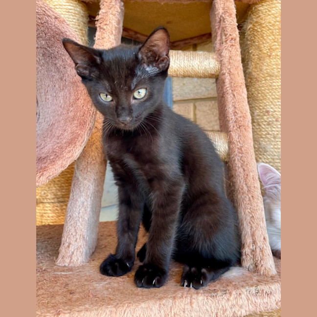 Photo of Bindi