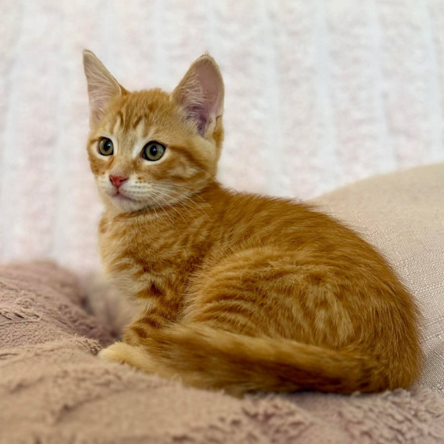 Photo of Tom   In Foster Care In Croydon