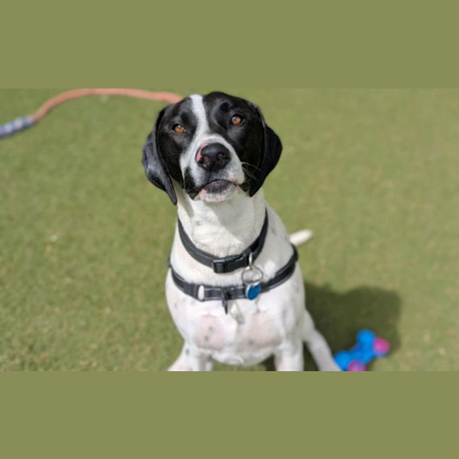 Photo of Bluey