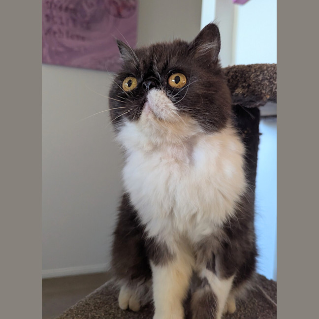 Photo of Penny