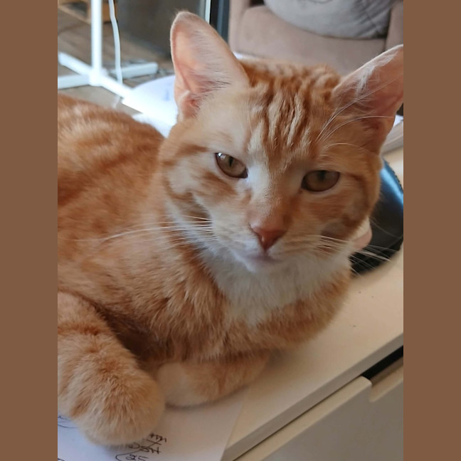Photo of Clementine 