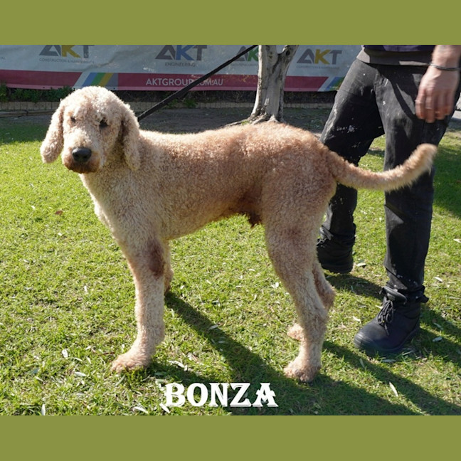 Photo of Bonza
