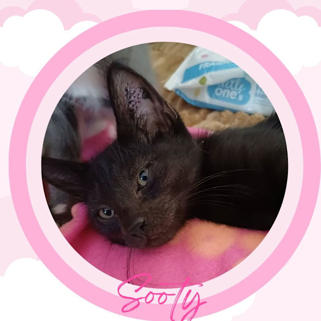 Photo of Sooty