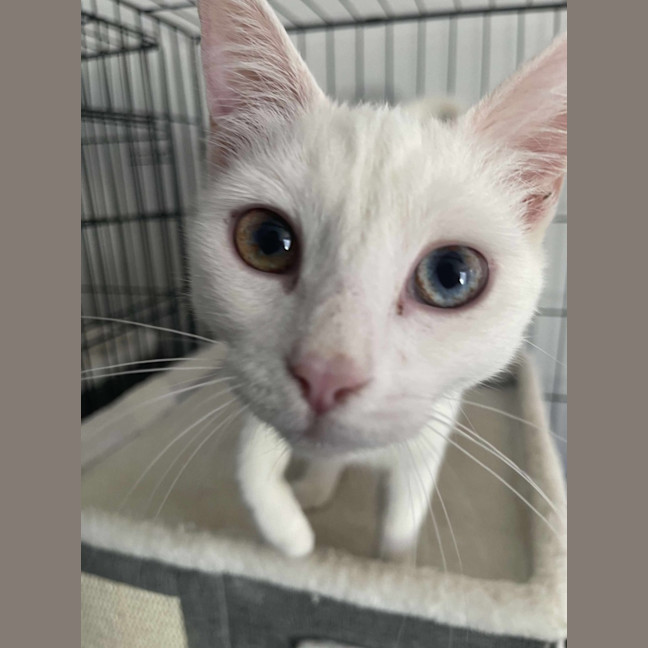 Photo of Luna