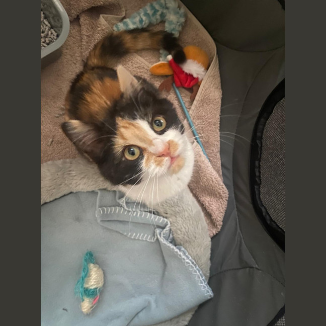 Photo of Sabrina Purrpenter