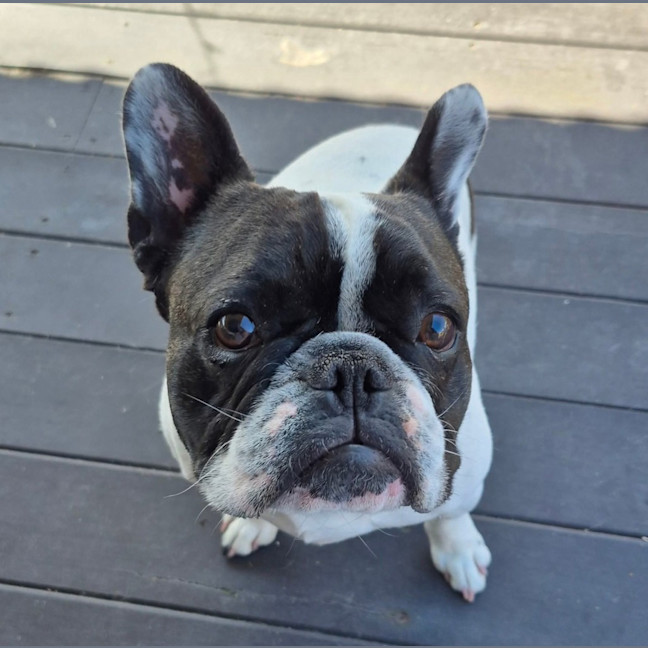 Photo of Buster