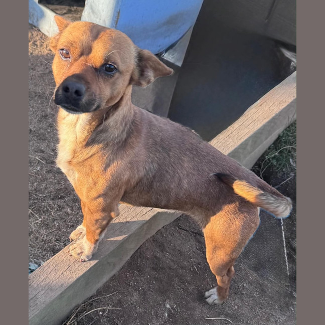 Photo of Pepper