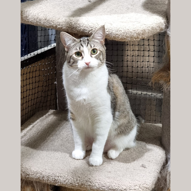 Photo of Starry