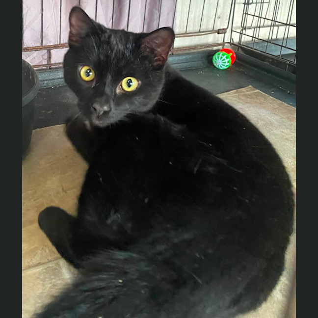 Photo of Cosmo 
