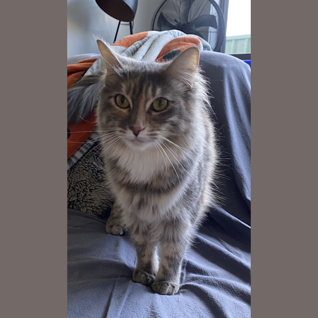 Photo of Fluffy   Available At Pet Quarters Broadmeadow