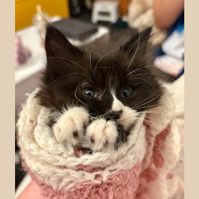 Photo of Fluoxetine Aka Flux