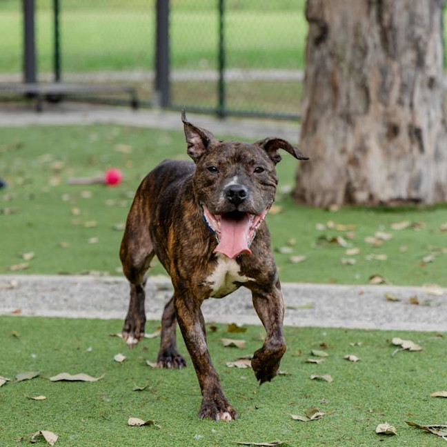 Photo of Brutus