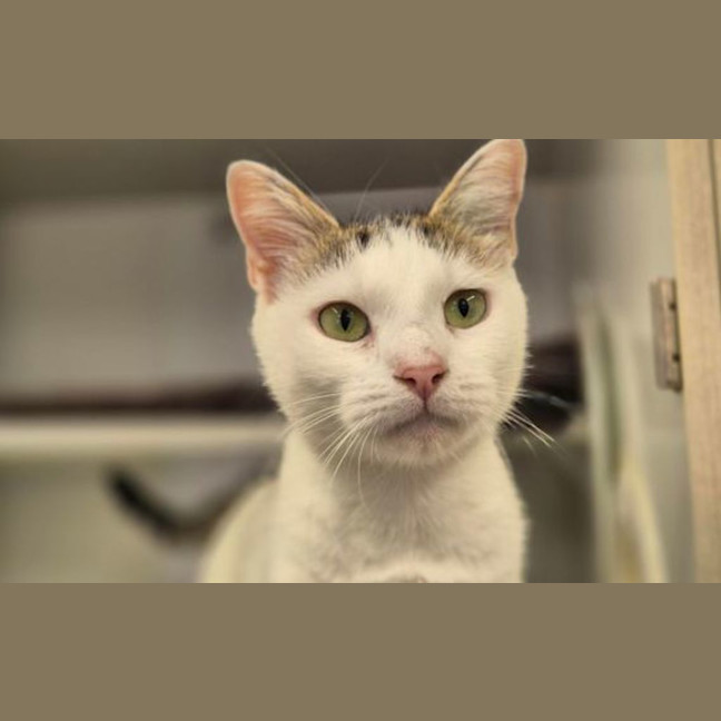 Photo of Snowball