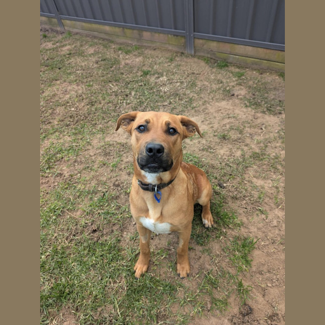 Photo of Cooper   1 Year Old Labrastaff X (Trial)