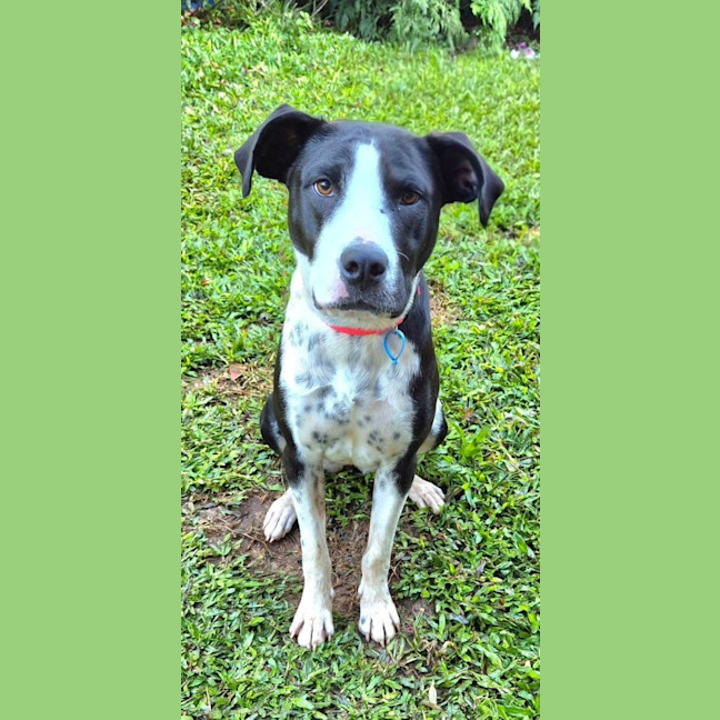 Photo of Molly *$250 Adoption Fee* 