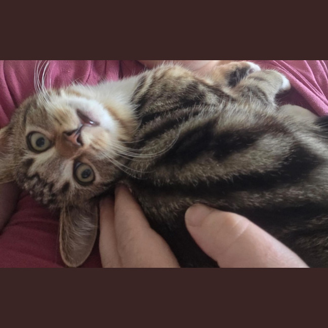 Photo of Taz