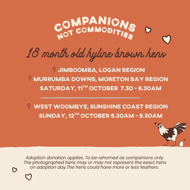 Photo of Rescue Hens   Multiple Locations   Qld