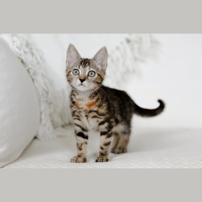 Photo of Nutmeg