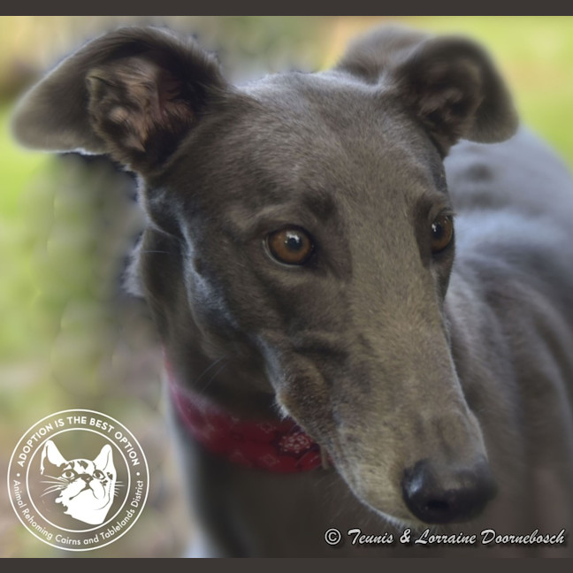 Photo of Sara (No Billy Tea)