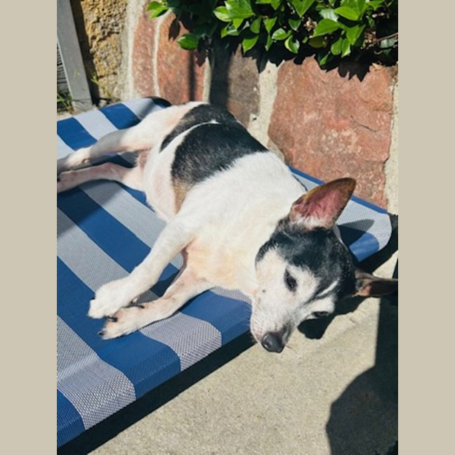 Photo of China   14 Year Old Tenterfield Terrier