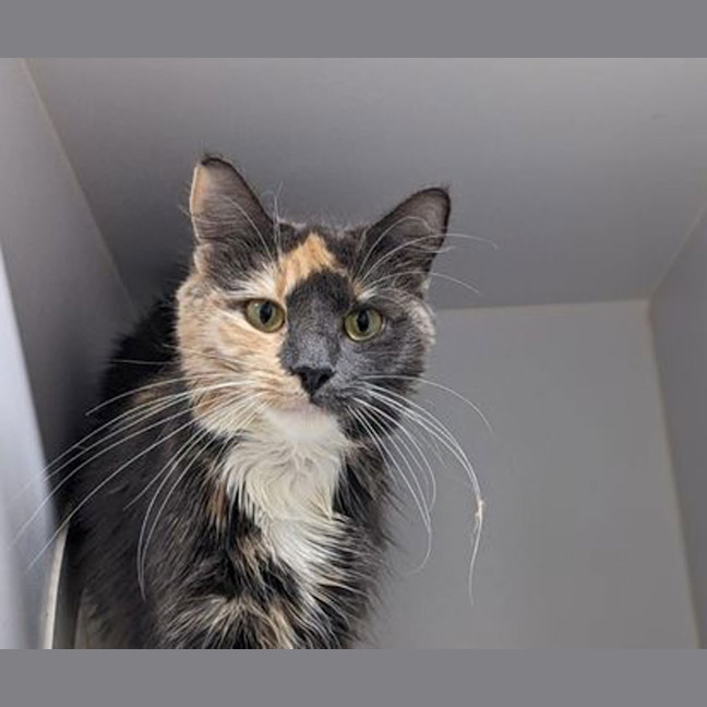 Photo of Effie