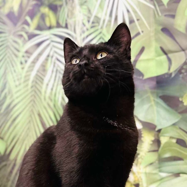 Photo of Desdemona Salem   Located In Preston