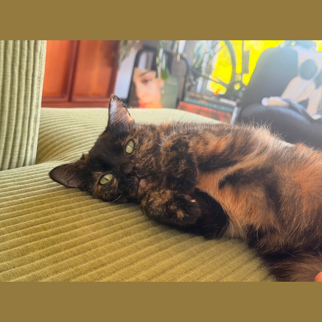 Photo of Muffin 🧁