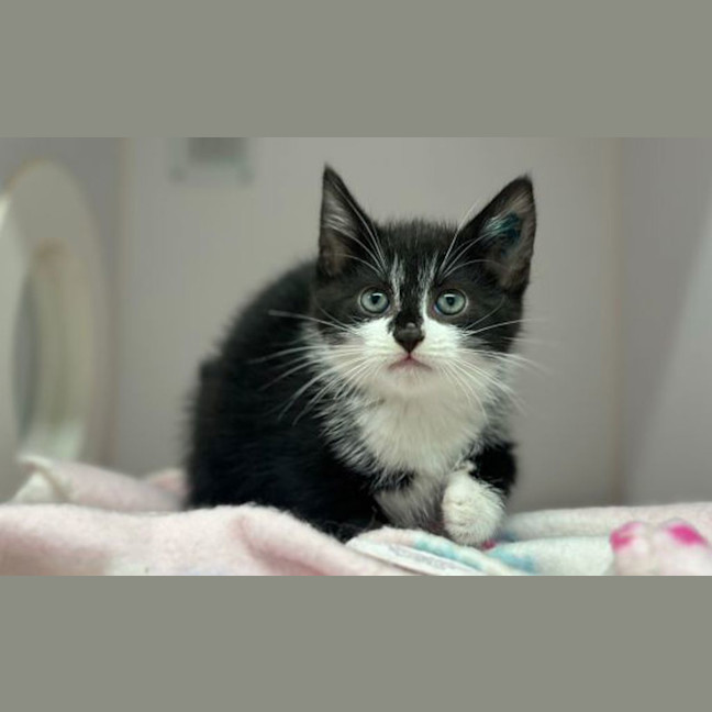 Photo of Squirt