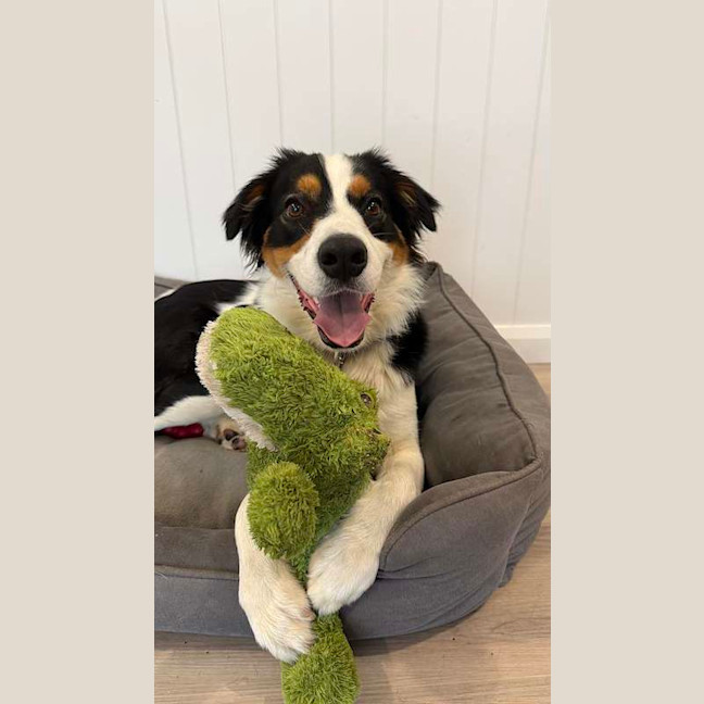 Photo of Henry