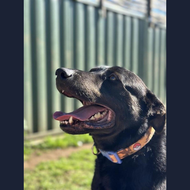 Photo of Jock