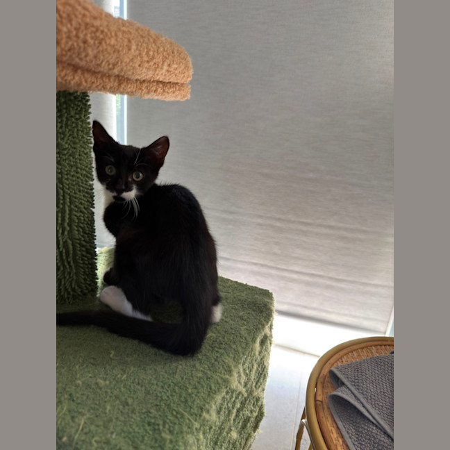 Photo of Heihei